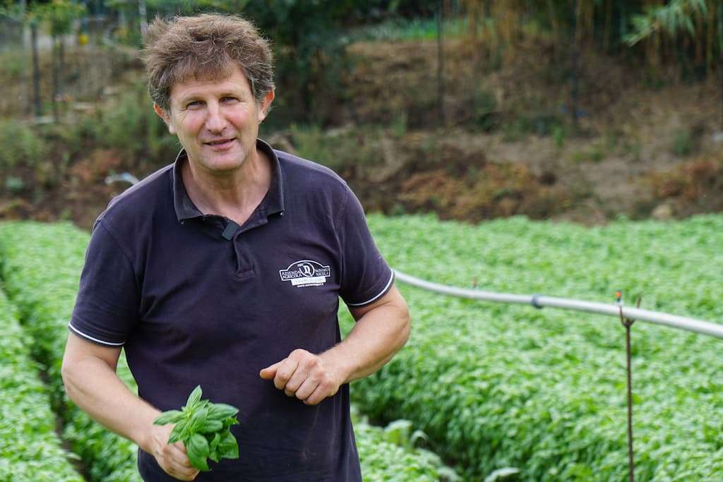 produttore basilico genovese Novaro Nicola